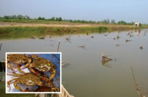 Cua thương phẩm sau khi thu hoạch