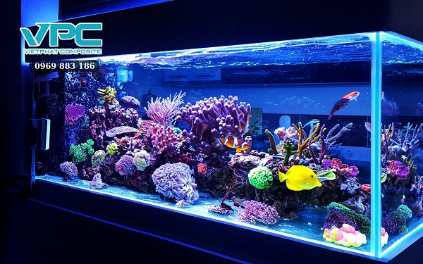 Chuẩn bị chậu nuôi cá bảy màu