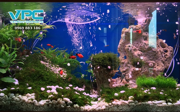 Cần chú ý việc thả cá bảy màu