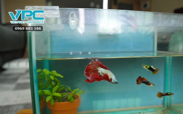 Cách cho cá bảy màu ăn