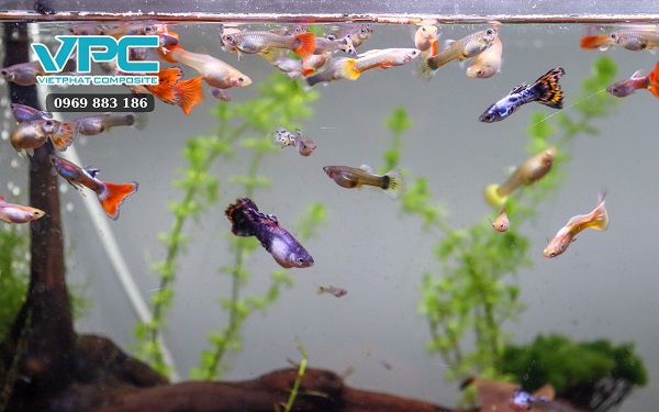 Hướng dẫn thay nước cho chậu cá bảy màu