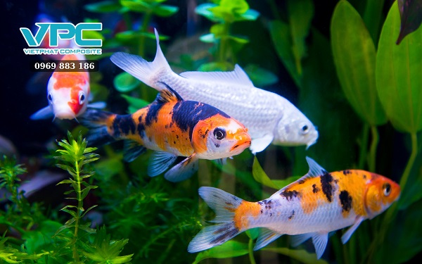 Lựa chọn giống cá Koi chất lượng