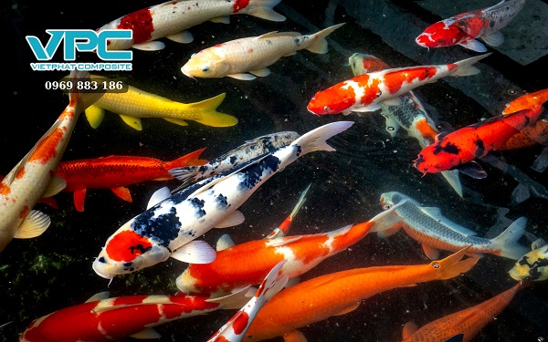 Cách thay nước bể cá Koi