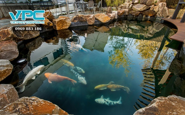 Thay nước cho bể cá Koi