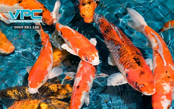Phòng ngừa bệnh cho cá Koi