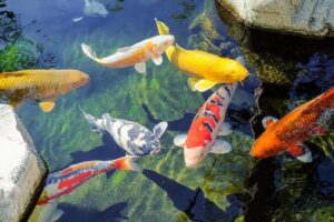 Người nuôi nên nắm rõ chế độ ăn của cá Koi trong từng giai đoạn