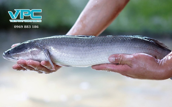 Tổng quan về cá lọc