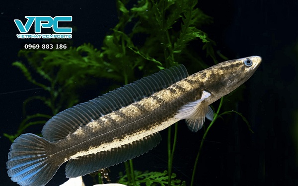 Cách nuôi cá lóc trong bồn nhựa mau lớn - 2