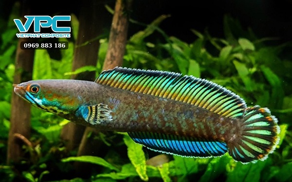 Cách nuôi cá lóc trong bồn nhựa mau lớn - 3