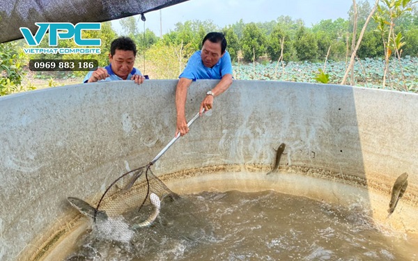 Cách nuôi cá lóc trong bồn nhựa mau lớn - 4