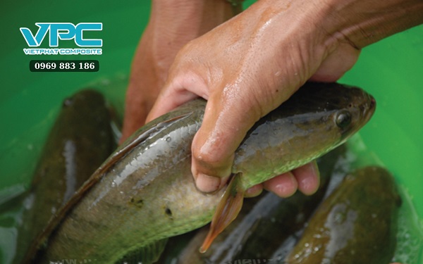 Cách nuôi cá lóc trong bồn nhựa mau lớn