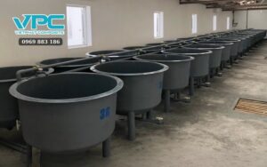 Cách nuôi cá cảnh trong thùng nhựa, bể nhựa composite​ hiệu quả