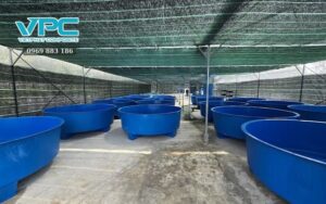 Bể Nhựa Nuôi Cá - Giải Pháp Hoàn Hảo Khi Nuôi Thủy Sản